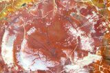 Brilliant Red/Purple Arizona Petrified Wood Slab - #89317-1